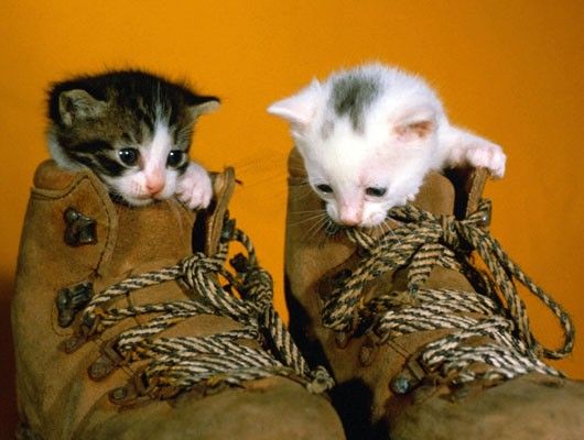 Gatitos en unas botas