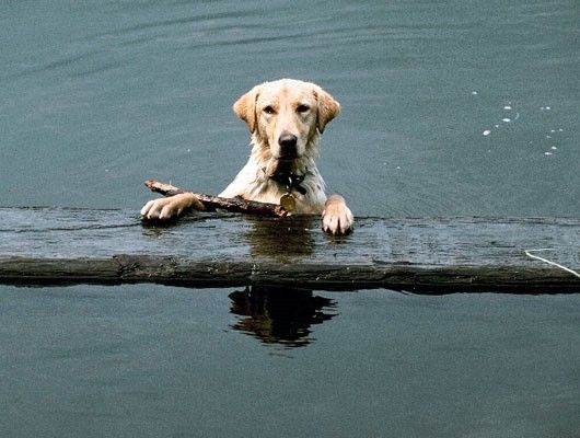 Perro en el agua