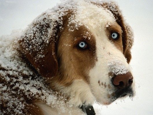 Perro en la nieve