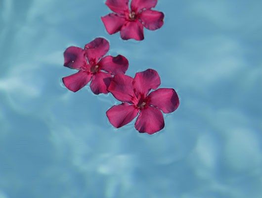 Flores sobre el agua