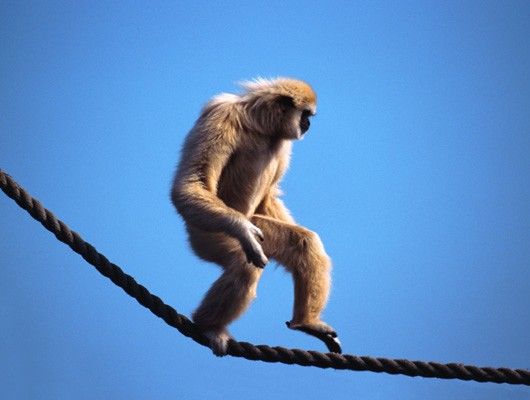 Mono haciendo equilibrio