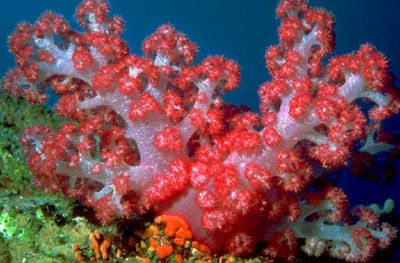 Coral