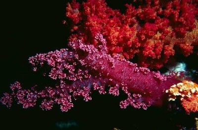 Coral rosa