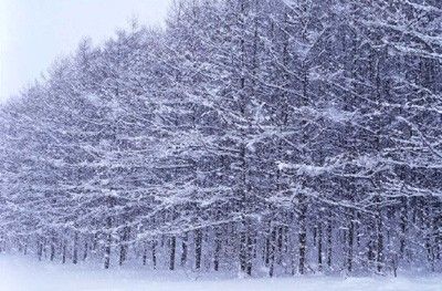 Bosque de nieve