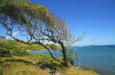 Árbol en la orilla