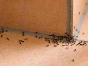 El truco de la abuela para repeler las hormigas