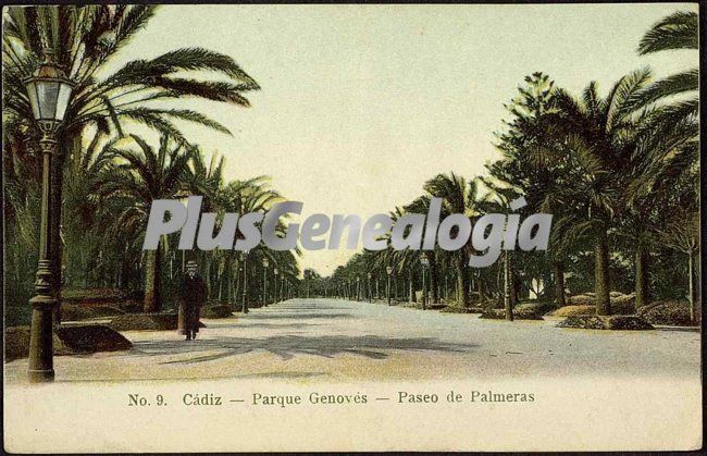 Parque genovés - paseo de las palmeras de cádiz