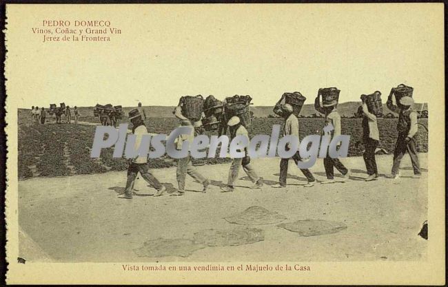 Vista tomada en una vendimía en el majuelo de la casa en jerez de la frontera