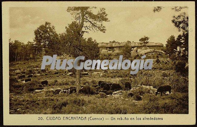 Un rebaño en los alrededores de la ciudad encantada (cuenca)