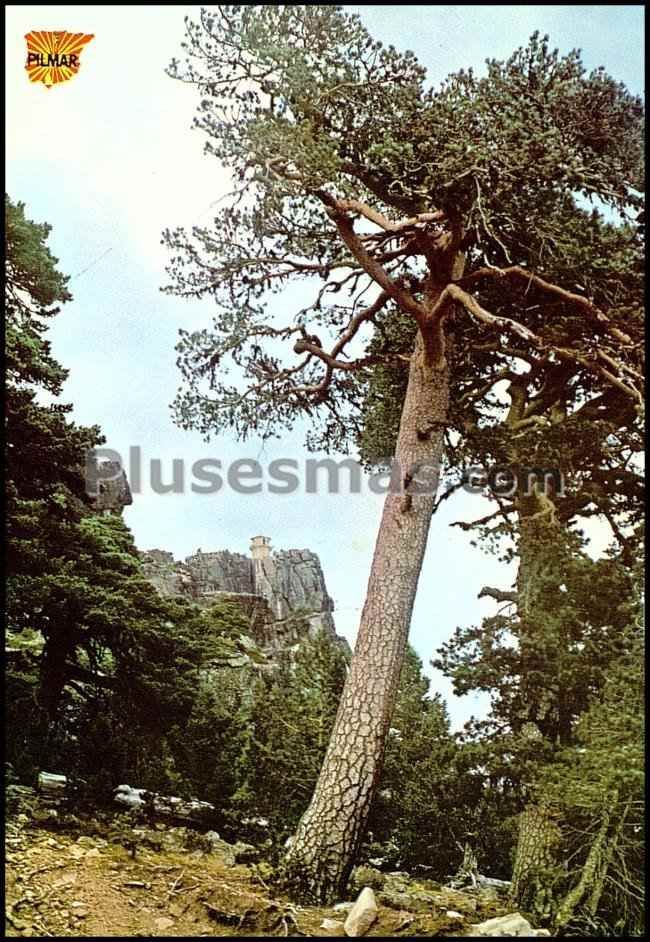 Emisora forestal en neila (burgos)