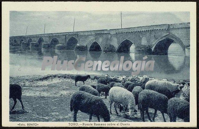 Rebaño de ovejas frente al puente romano de toro (zamora)