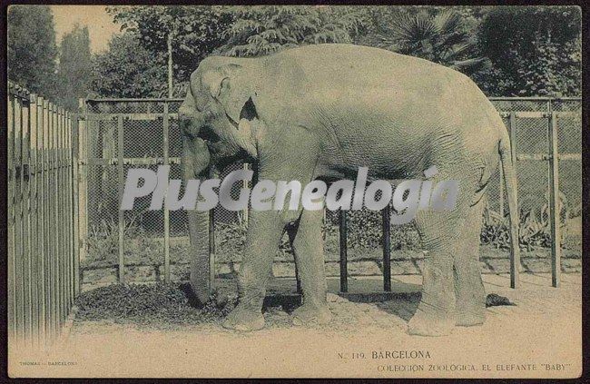 Colección Zoológica - El Elefante Baby en Barcelona