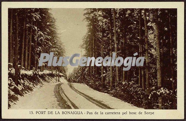 Pas de la carretera pel bosc de sorpe del puerto de la bonaigua (lleida)