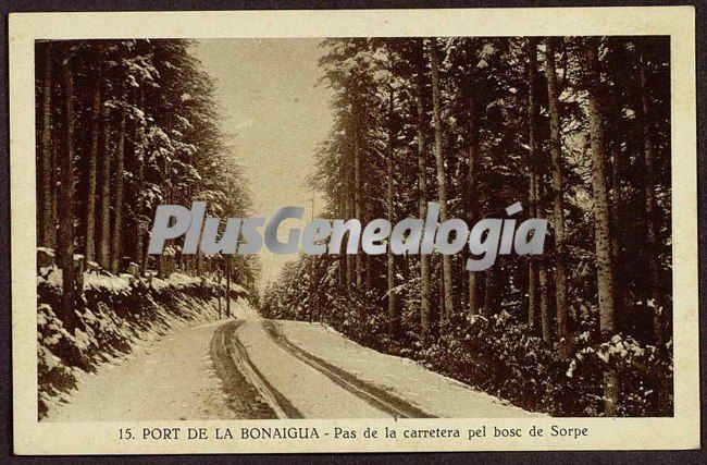 Pas de la carretera pel bosc de sorpe del puerto de la bonaigua (lleida)