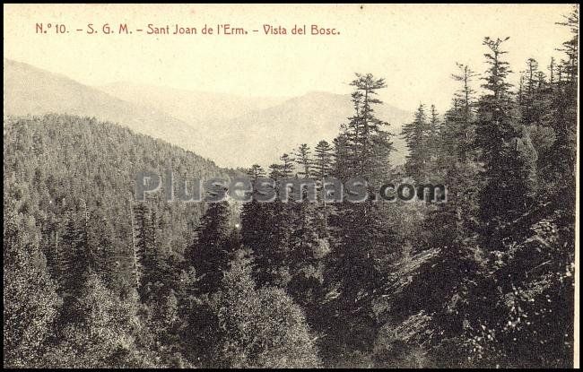 Vista del bosc en lleida