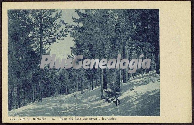 Camí del bosc que porta a les pistes de vall de la molina (lleida)