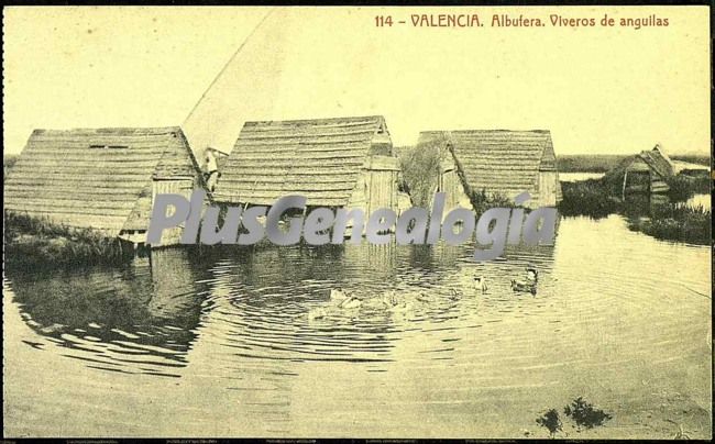 Viveros de anguilas en la albufera de valencia