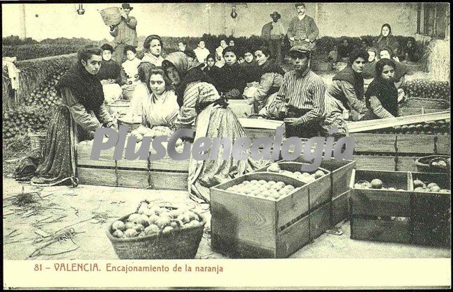 Encajonamiento de la naranja en valencia