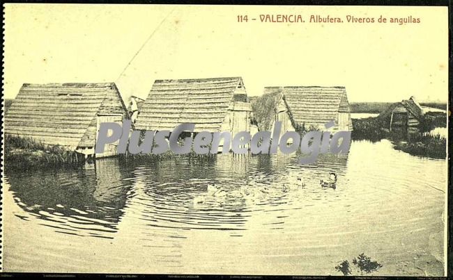 Viveros de anguilas de la albufera de valencia