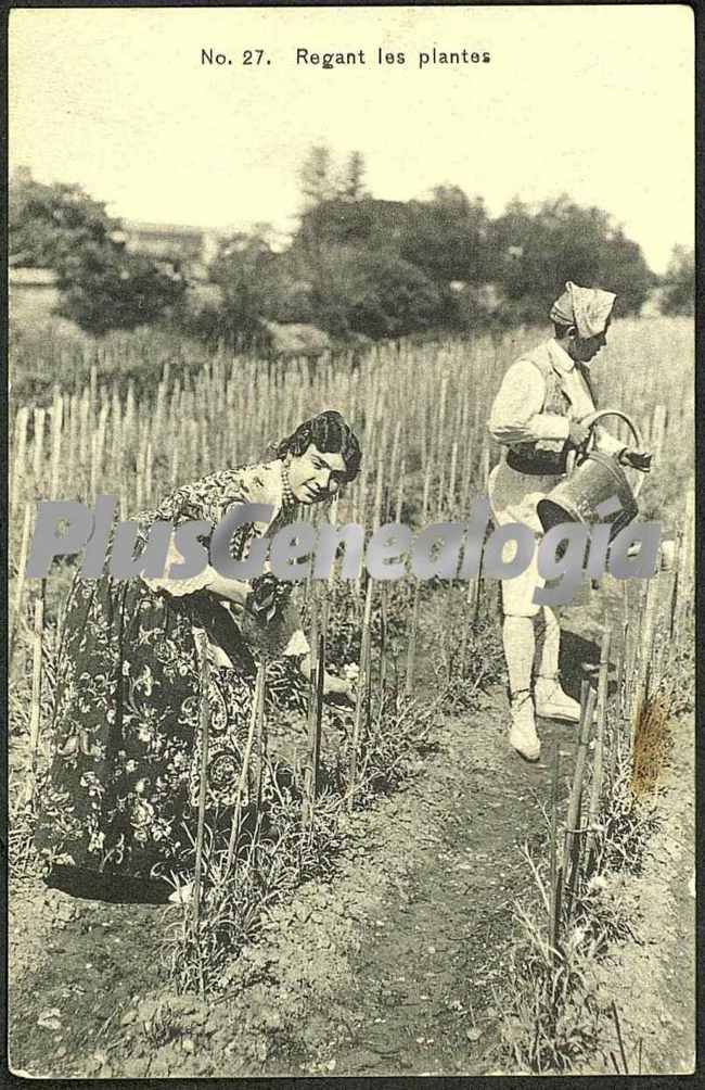 Regant les plantes de valencia