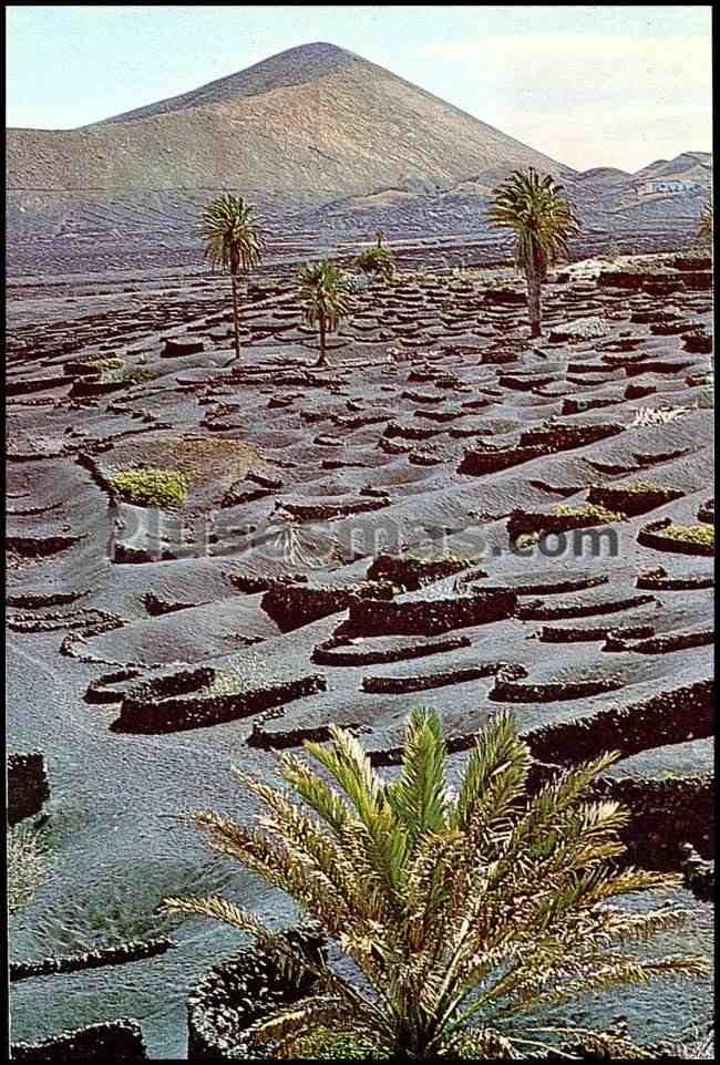 Viñedos de lanzarote