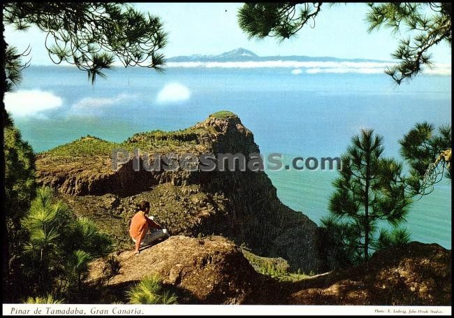 Pinar de tamadaba en gran canaria