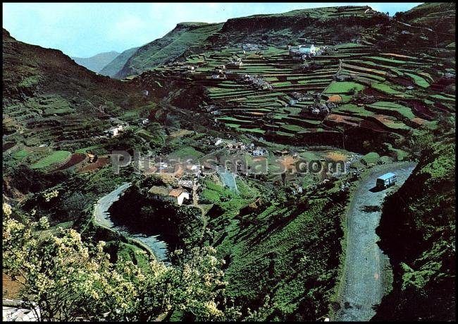 Las lagunetas cultivos en la vega de san mateo (las palmas de gran canaria)