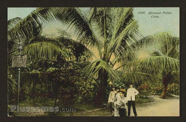 Foto antigua de PAISAJES CUBANOS