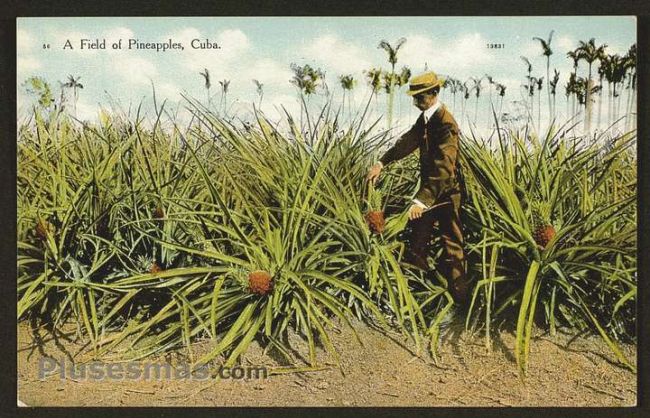 Foto antigua de PAISAJES CUBANOS