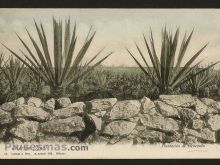 Foto antigua de YUCATÁN