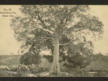 Foto antigua de PAISAJES CUBANOS