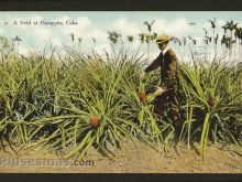 Foto antigua de PAISAJES CUBANOS