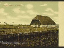 Foto antigua de PAISAJES CUBANOS