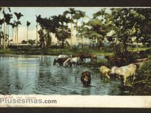 Foto antigua de PAISAJES CUBANOS