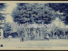 árbol de la música en la alameda de cervantes de soria