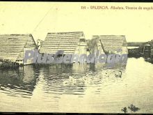 Viveros de anguilas de la albufera de valencia