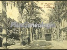 Paseo de las palmeras de la alameda de valencia