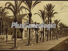 Paseo de las palmeras. cartagena (murcia)