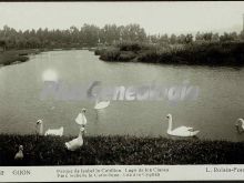 Parque de isabel la catolica. lago de los cisnes, gijón (asturias)