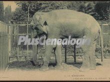 Colección Zoológica - El Elefante Baby en Barcelona