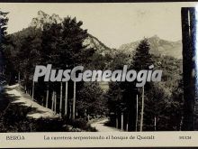 La carretera serpenteando el Bosque de Queralt de Berga (Barcelona)