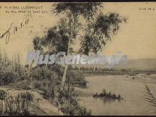 Ver fotos antiguas de Parques, Jardines y Naturaleza de PLA DEL LLOBREGAT