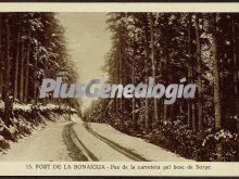 Pas de la carretera pel bosc de sorpe del puerto de la bonaigua (lleida)