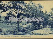 Paseo de las acáclas de sanillès (lleida)