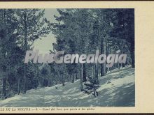 Camí del bosc que porta a les pistes de vall de la molina (lleida)