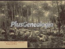 Bosque de mora en llinas del vallés (girona)