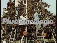 Recolección de naranjas en sevilla