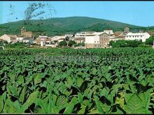 Foto antigua de PROVINCIA DE CACERES