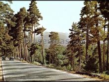 Carretera del puerto de navacerrada en el bosque de valsaín (segovia)