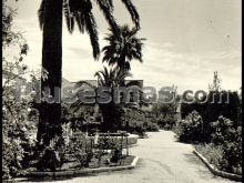 Ver fotos antiguas de parques, jardines y naturaleza en MORÓN DE LA FRONTERA